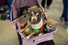 Puppy Dogs at Funky Finds in a baby stroller